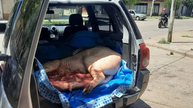 Clausuran un frigorífico: los sorprenden con un chancho en un piletín