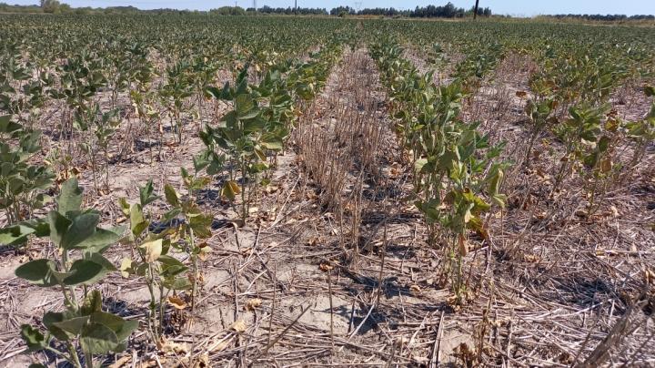 Créditos por $ 66 millones para 134 ganaderos de Santa Fe