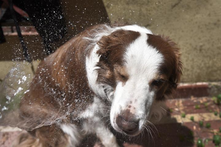 Cómo evitar los golpes de calor en perros y gatos