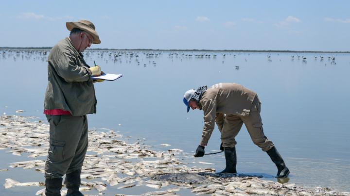 Mortandad de peces: aseguran que es un proceso natural