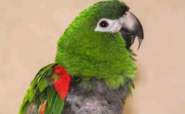 Psitacosis en Rafaela: murió uno de los internados por “la gripe del loro”