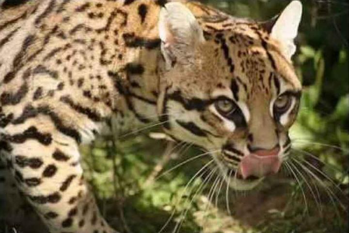 Detectan por primera vez un ocelote en el norte santafesino