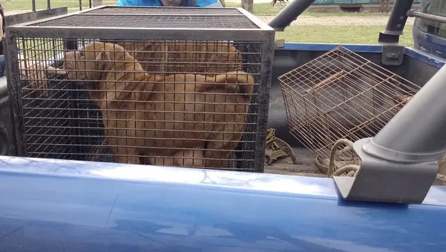 Maltrato animal: 22 perros sin agua, alimento y en mal estado