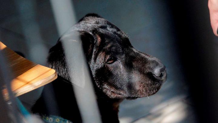 Ahorcó a un perro y lo tiró en un basural pero no irá preso