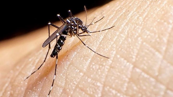 Dengue: recuerdan consejos y piden “estar alerta” 