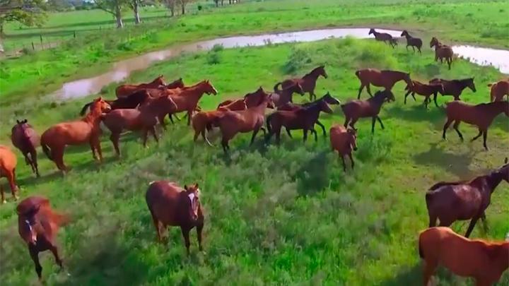 Peligroso virus afecta a caballos: Santa Fe confirmó un caso 