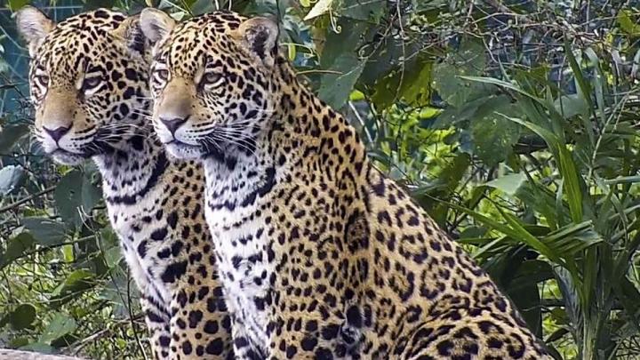  Este miércoles es el Día Mundial del Yaguareté. (Archivo Télam)