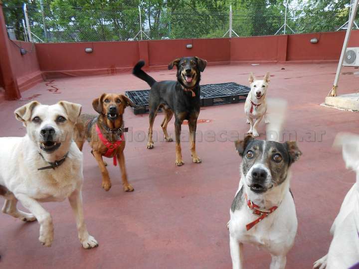 Piden donaciones de alimentos para los animales que están en centros de evacuados