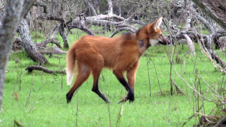 Cómo actuar ante animales fuera de su hábitat natural