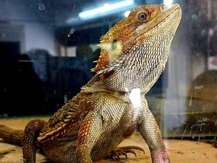 Secuestran lagartos y ranas albinas en un comercio de Rosario