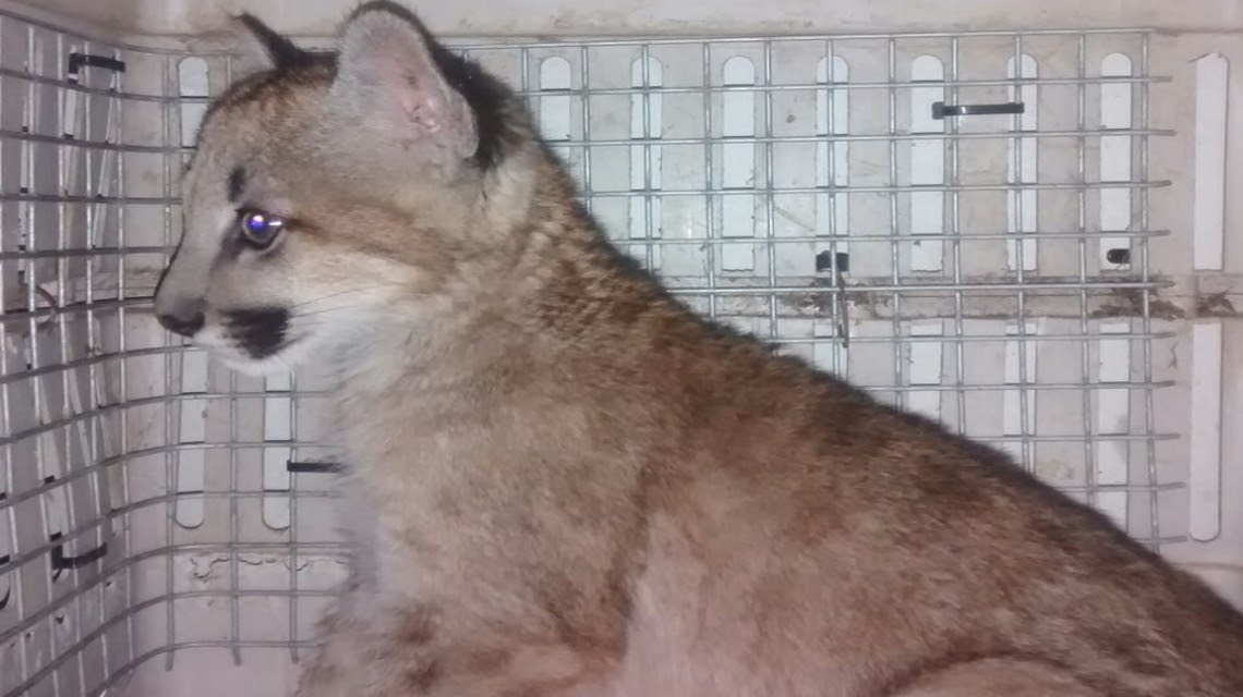 Rescatan un puma en una casa de familia