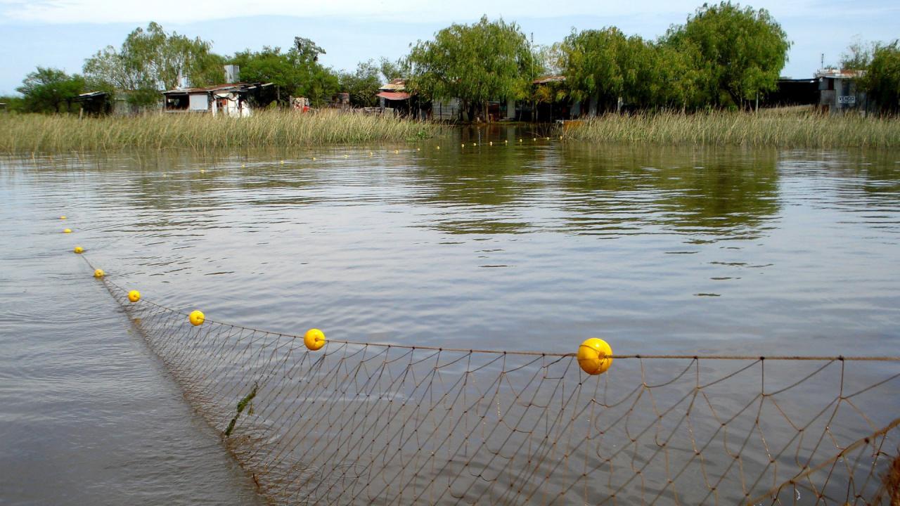 Santa Fe quiere distribuir los cupos de exportación de pescado de río 