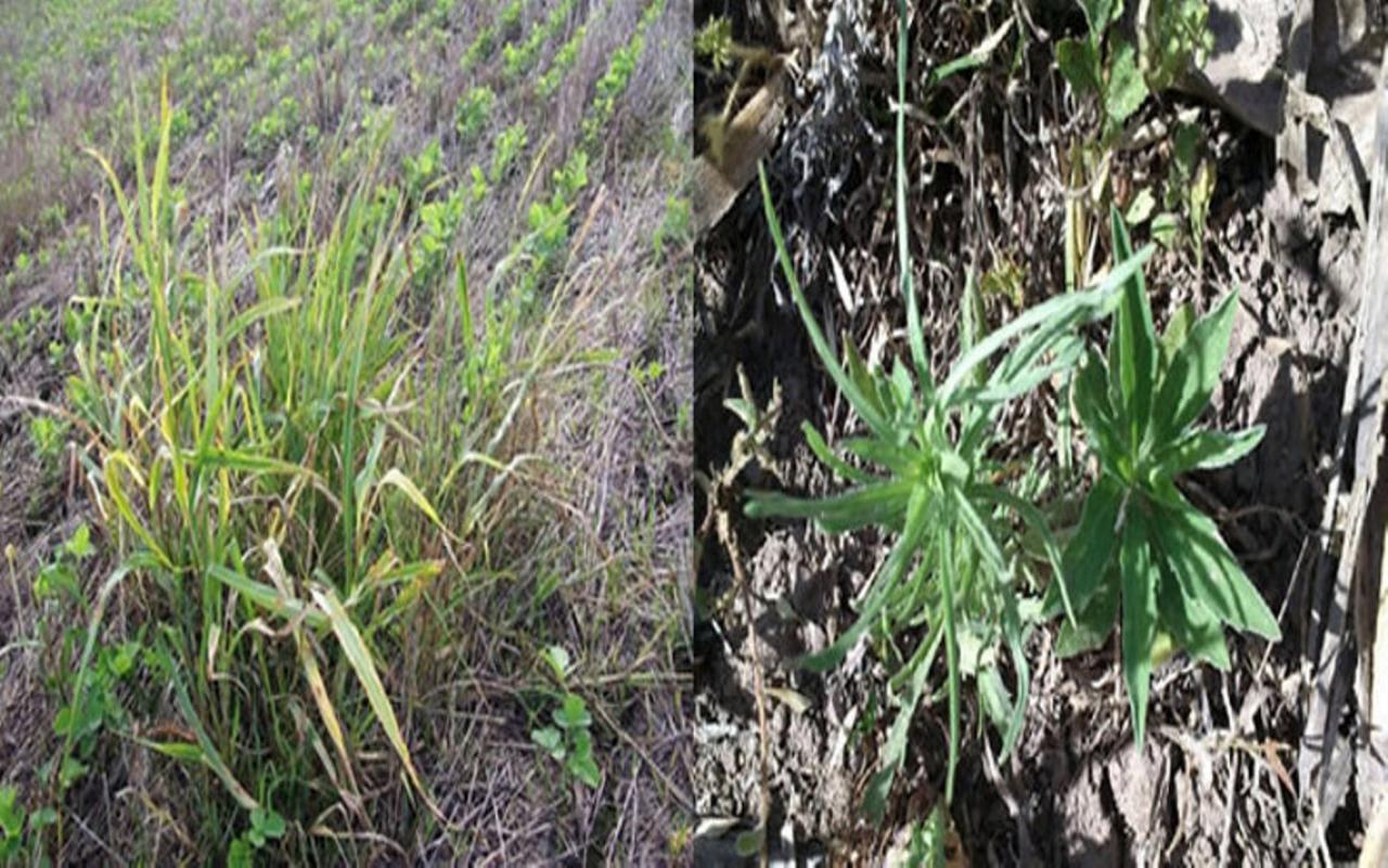 El problema del uso continuo de glifosato en la agricultura