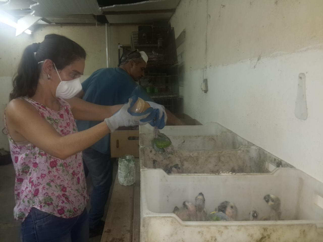 Una boa y 310 loros llegaron a la Granja La Esmeralda