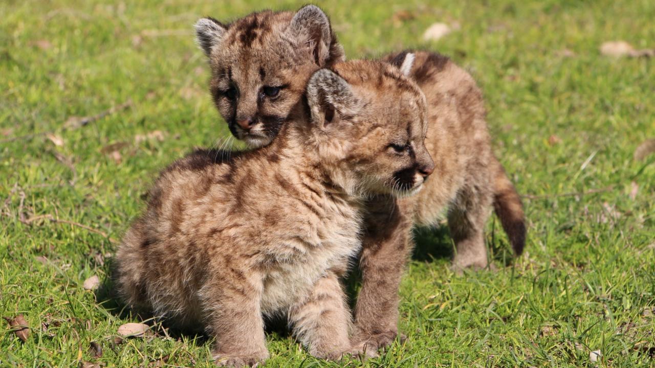 Santa Fe: rescatan a dos cachorros de puma