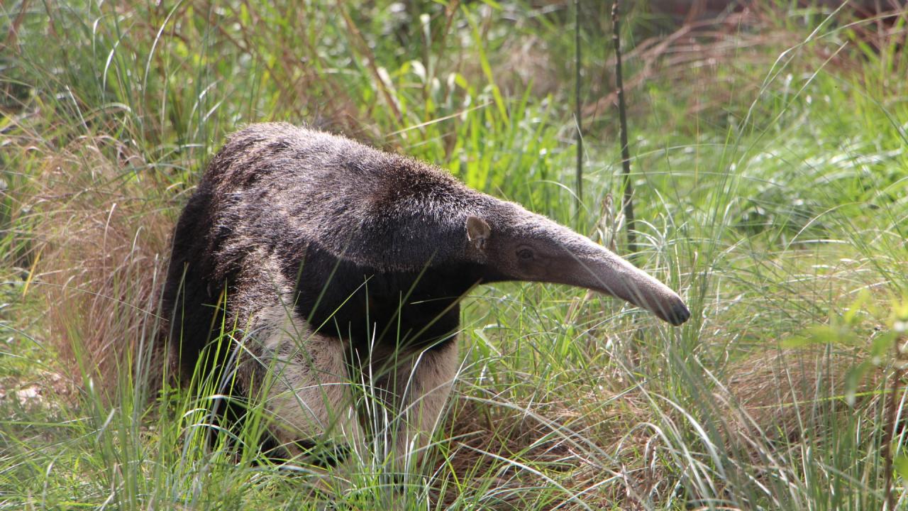 Trasladan a un oso hormiguero a una reserva de Corrientes