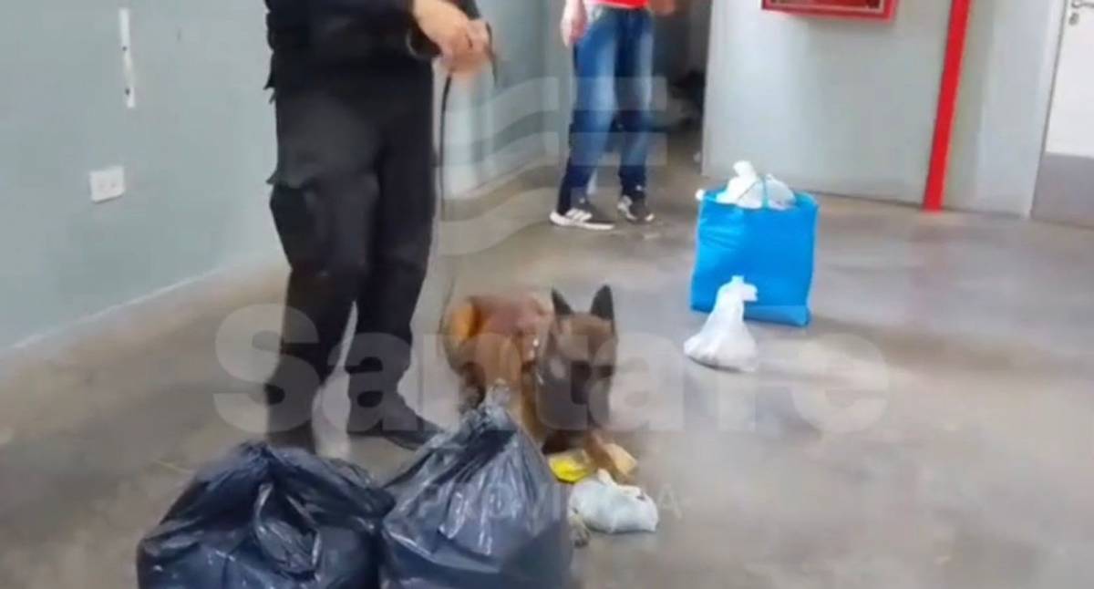 Los perros Bolt y Blade detectaron drogas en el penal de Las Flores