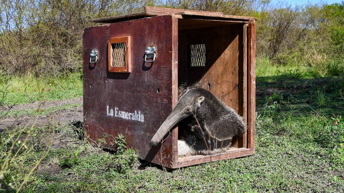 Liberan ejemplares emblemáticos de la fauna santafesina