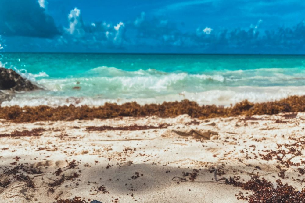 Turismo en riesgo: el sargazo avanza en el Caribe 
