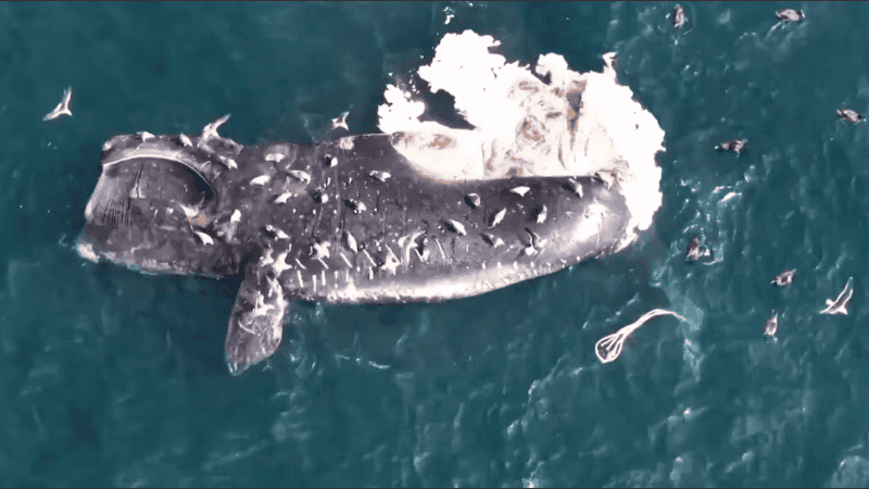 Alarma en Puerto Madryn: hallan cinco ballenas muertas