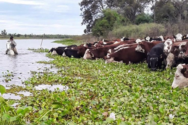 Santa Fe: evacuaron a más del 70 % de la hacienda en islas