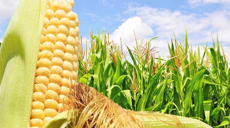 Estudian el mejor tratamiento contra hongos del maíz