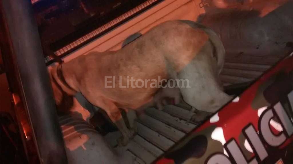 Rescatan dos perras dogo de un criadero clandestino