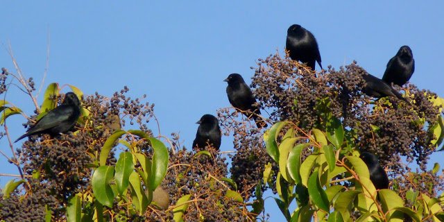 Los “negruchos” coparon Rafaela