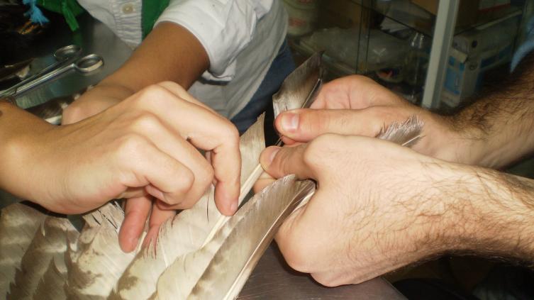 Veterinarios del Centro realizando la novedosa técnica de injerto de plumas.