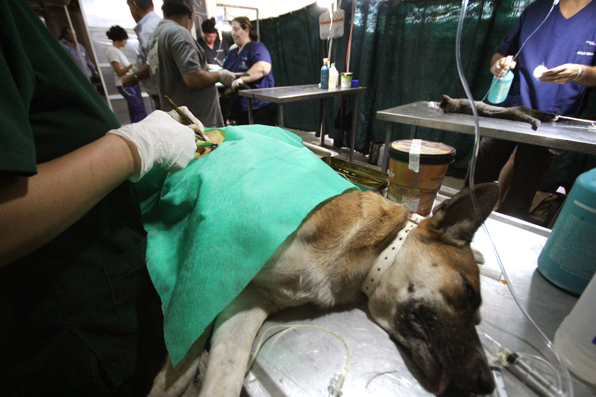 Mascotas: más de cien castraciones en solo unas horas