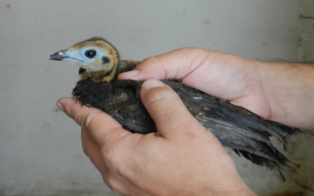 La noticia más esperada: nació un ejemplar de cuyuya 